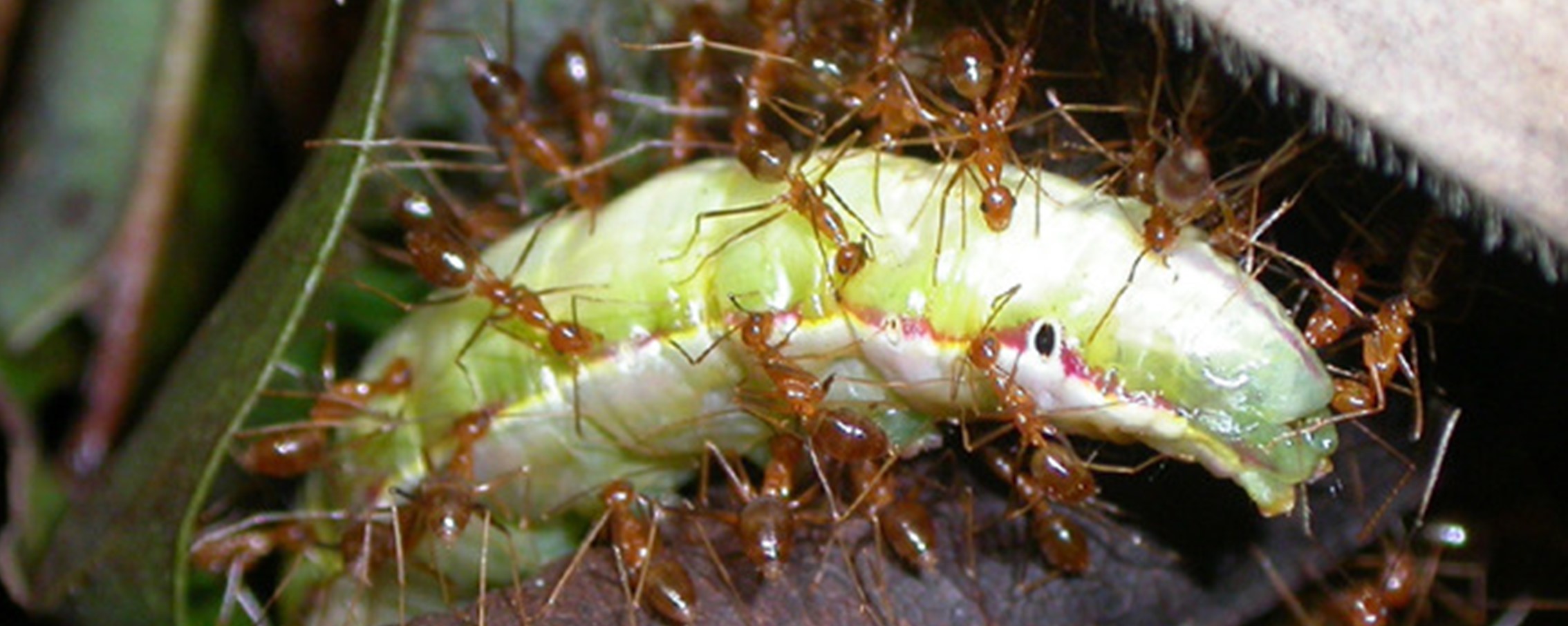 Eine Gruppe Ameisen transportiert eine Schmetterlingsraupe.