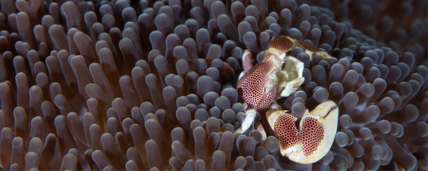 coral crab on soft coral