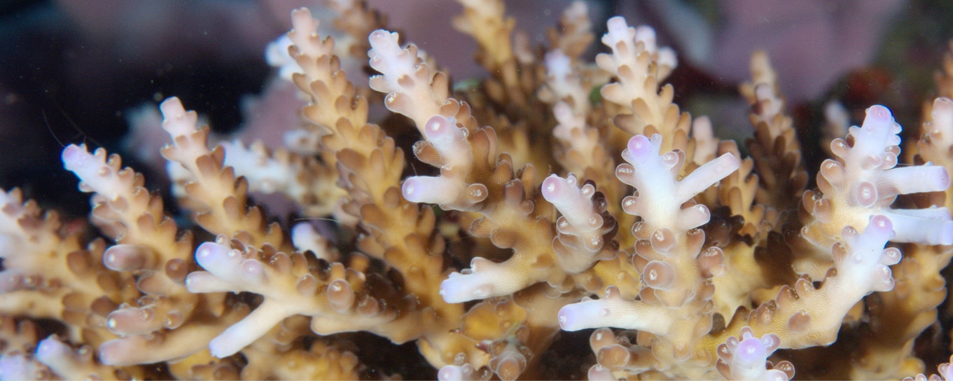 hard coral acropora