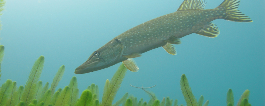 Hecht schwimmt lauernd über grüne Unterwasservegetation